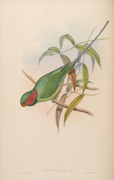 Palaeornis affinis by John Gould